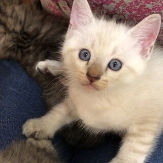 青い眼が魅力的★おっとり白猫(No3)