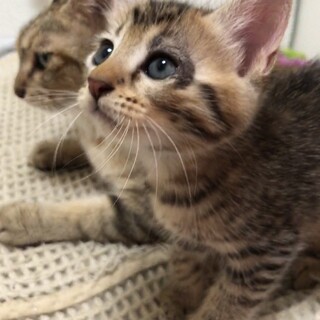 左目に黒い縁取り柄がキュートな甘えん坊(No4)