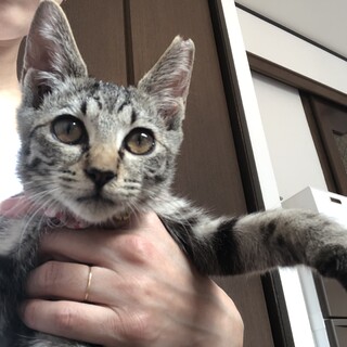 人大好き！お目々が可愛い　女の子　リンゴ猫