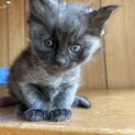 オッドアイ（少し左右で色が違います）