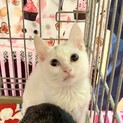 ブルー&イエロー☆✴︎⭐︎キラキラ瞳の美猫兄妹
