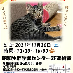 保護猫の譲渡会