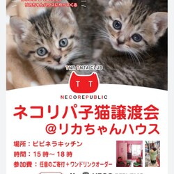 ネコリパ子猫譲渡会♪