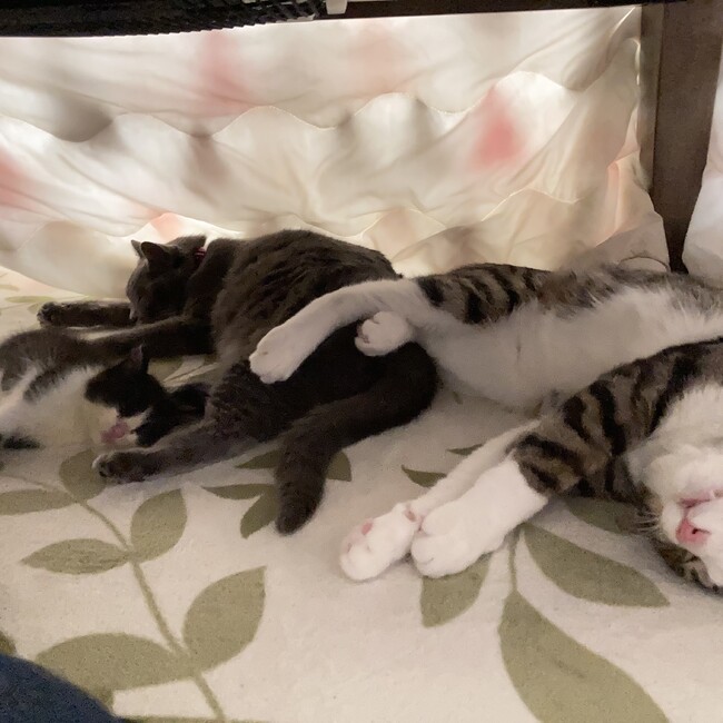 ごあままのカバー写真