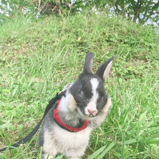 優しい里親さんを探しています！