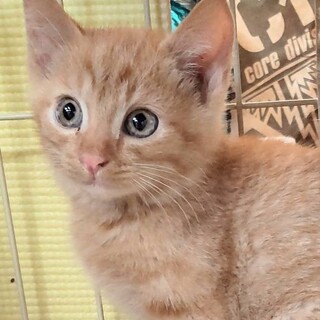 茶トラのリンゴ