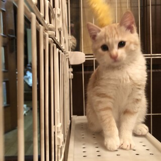 とても綺麗な薄茶トラ子猫のレイちゃん！