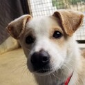 推定生後6か月仔犬 ７キロ 留守番待機可