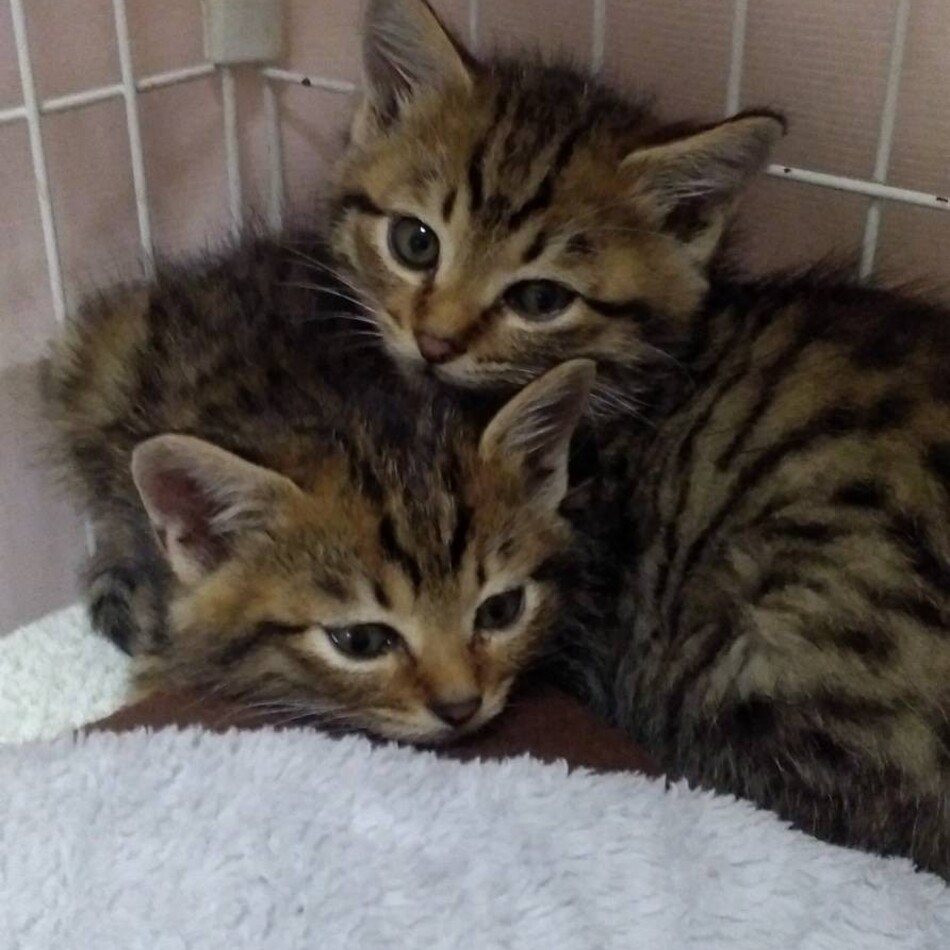 マー君のカバー写真