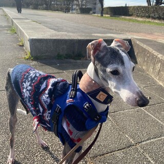 イタリアングレイハウンド　ロン君　里親様募集☆