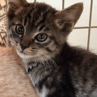 キジトラのポール