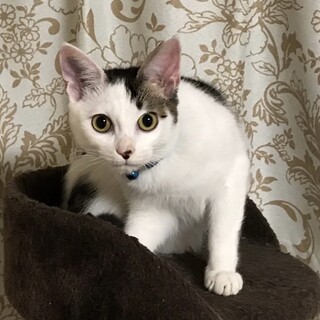 募集停止⭐️キジシロ男子ぜん