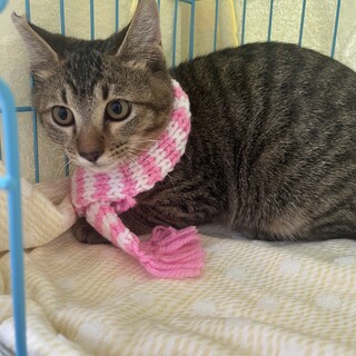 可愛いキジトラの男の子