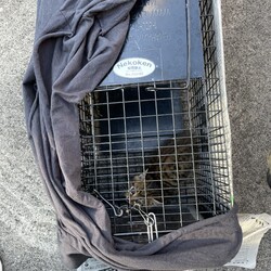 「やっと保護できたキジトラの子猫2匹」サムネイル2