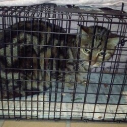 「やっと保護できたキジトラの子猫2匹」サムネイル3