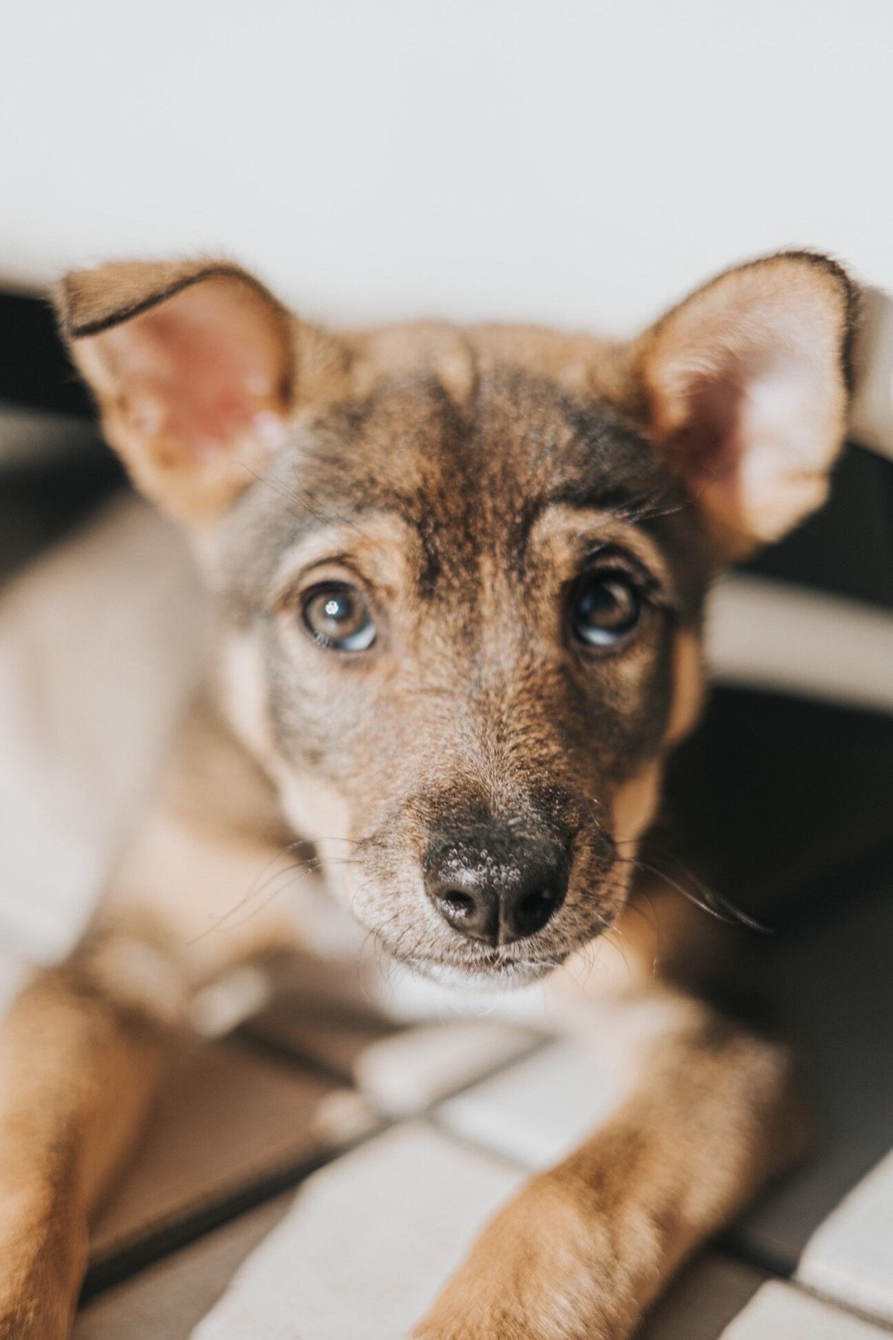 人も犬も大好きで物おじし 東京都 犬の里親募集 ペットのおうち 月間利用者150万人