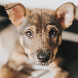 人も犬も大好きで物おじしない人懐っこいクリス