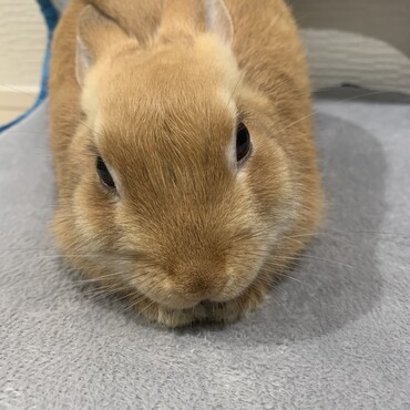 リラックスしてるピーターくん。遊び疲れて撫で待ちです。