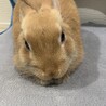 リラックスしてるピーターくん。遊び疲れて撫で待ちです。