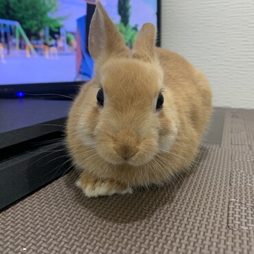 友達にお別れをするピーターくん。みんなバイバイ。