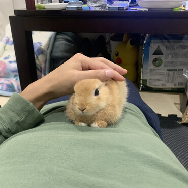 家主のお腹でゆっくりするピーターくん。