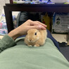 家主のお腹でゆっくりするピーターくん。