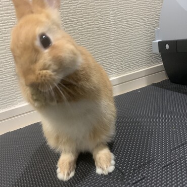 綺麗にして過ごすかわいい子です