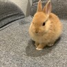 来たばっかりの時の写真。まだまん丸の小さい時。