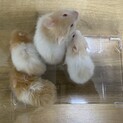長毛サテンゴールデンハムスターの赤ちゃん
