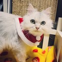 チンチラシルバー　ペルシャ　男の子