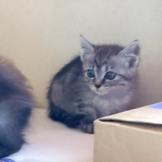 ★急募★生後1ヶ月半(♂♀)血液検査ノミダニ駆除済