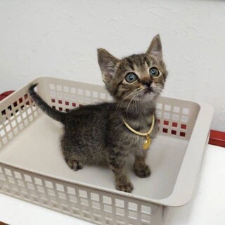 おもちゃ大好き元気な男の子★ビーくん