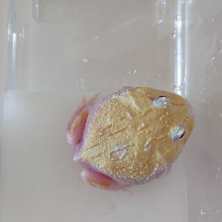 クラウェルツノガエル