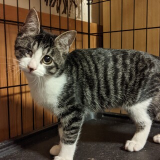 甘えん坊で人に寄り添うタイプの猫さんです♪