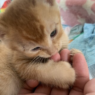 10/10生まれの茶トラ2匹