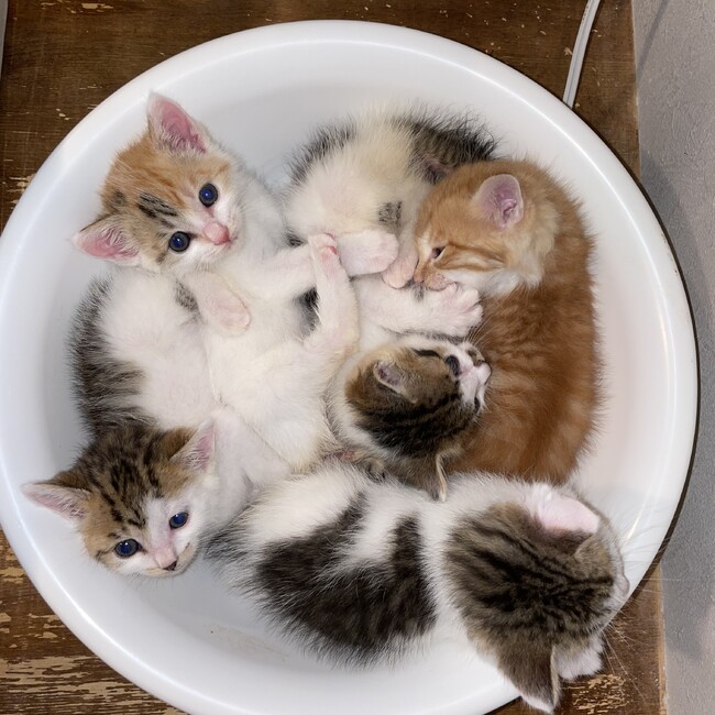 まめまめしろまめ（保護宅）のカバー写真