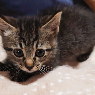 募集停止❤️キジトラ女子にこ