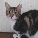 アメショ柄混じりの美猫❤️マーブル