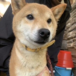 柴犬の女の子　ゆずちゃん