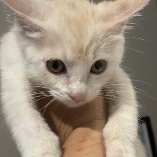 保護猫　しらすくん