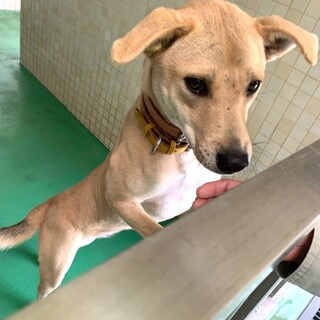 【里親決定】ありがとうございました！