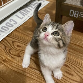 【焼き鳥姉妹】甘えん坊でおてんばなせせりちゃん