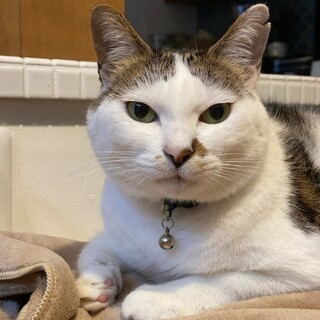 保護猫　いくらちゃん