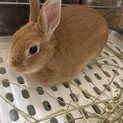 可愛いうさぎ