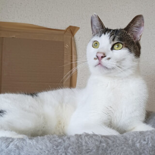 【トライアル中】人懐こい男の子：フォリーク