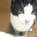 すりゴロはっちゃん