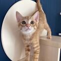 甘えん坊でハンサムな茶トラの子猫