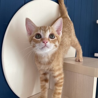 甘えん坊でハンサムな茶トラの子猫