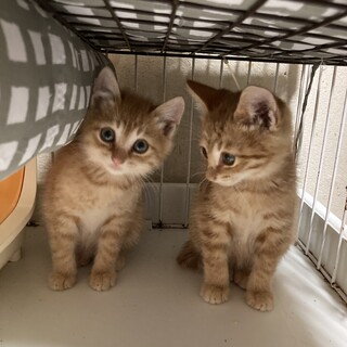 仲良し兄妹ニャンズはトライアル中d(^_^o)