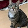 しいばさん